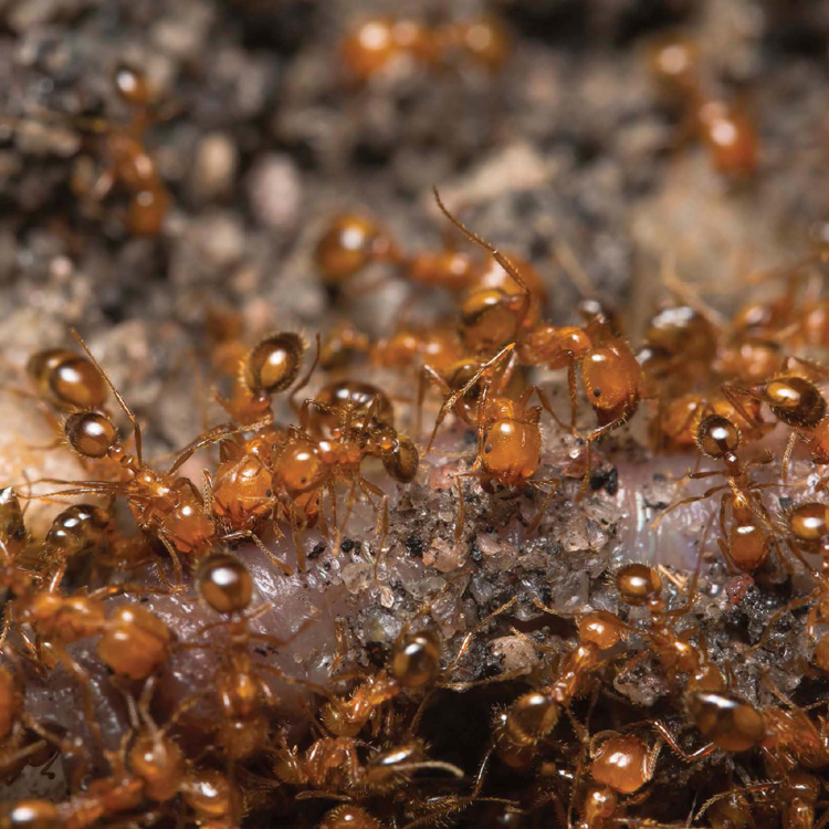 SOME KINDS OF FIRE ANTS LIVE IN HUGE COLONIES THERE MAY BE 500000 FIRE ANTS - photo 9