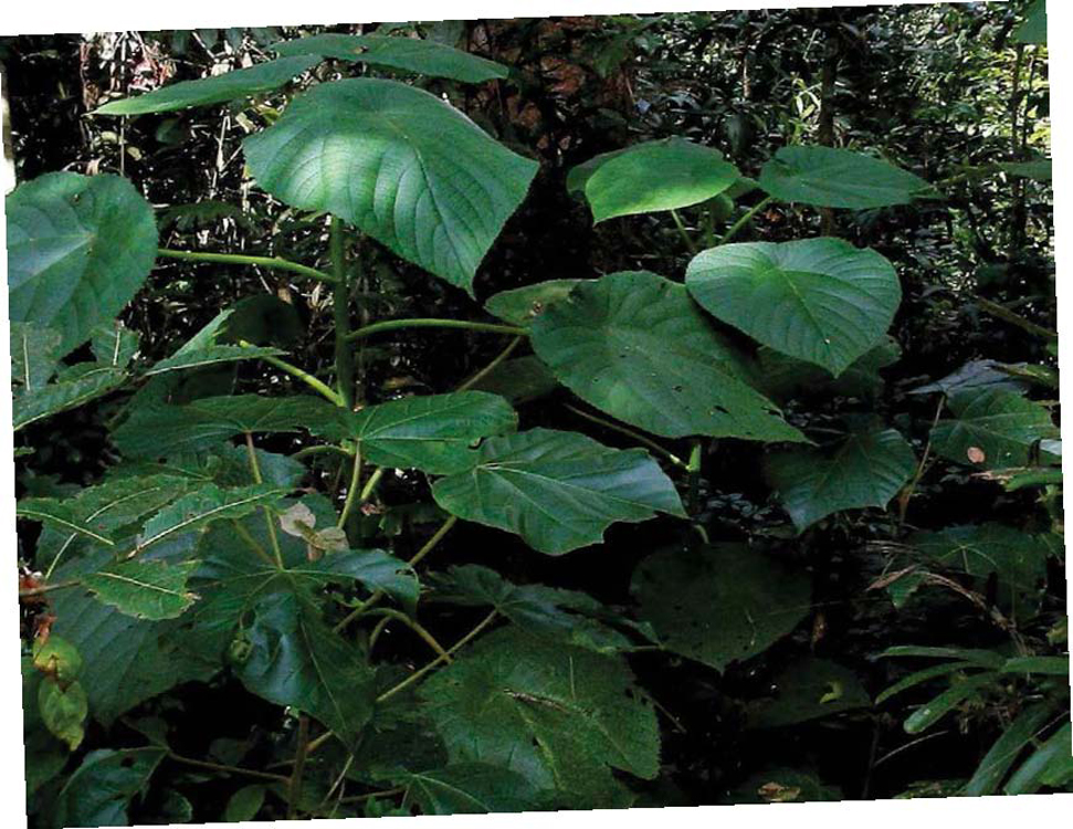 GYMPIE GYMPIE STINGING TREE MORTALMONSOON CLIMATES Tropical monsoon climates - photo 11