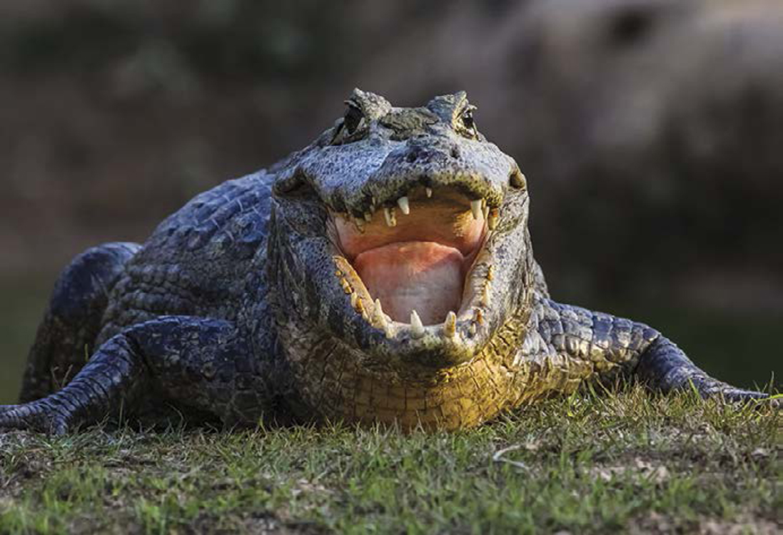 BLACK CAIMAN GREEN ANACONDA GYMPIE GYMPIE STINGING TREE MORTALMONSOON - photo 9