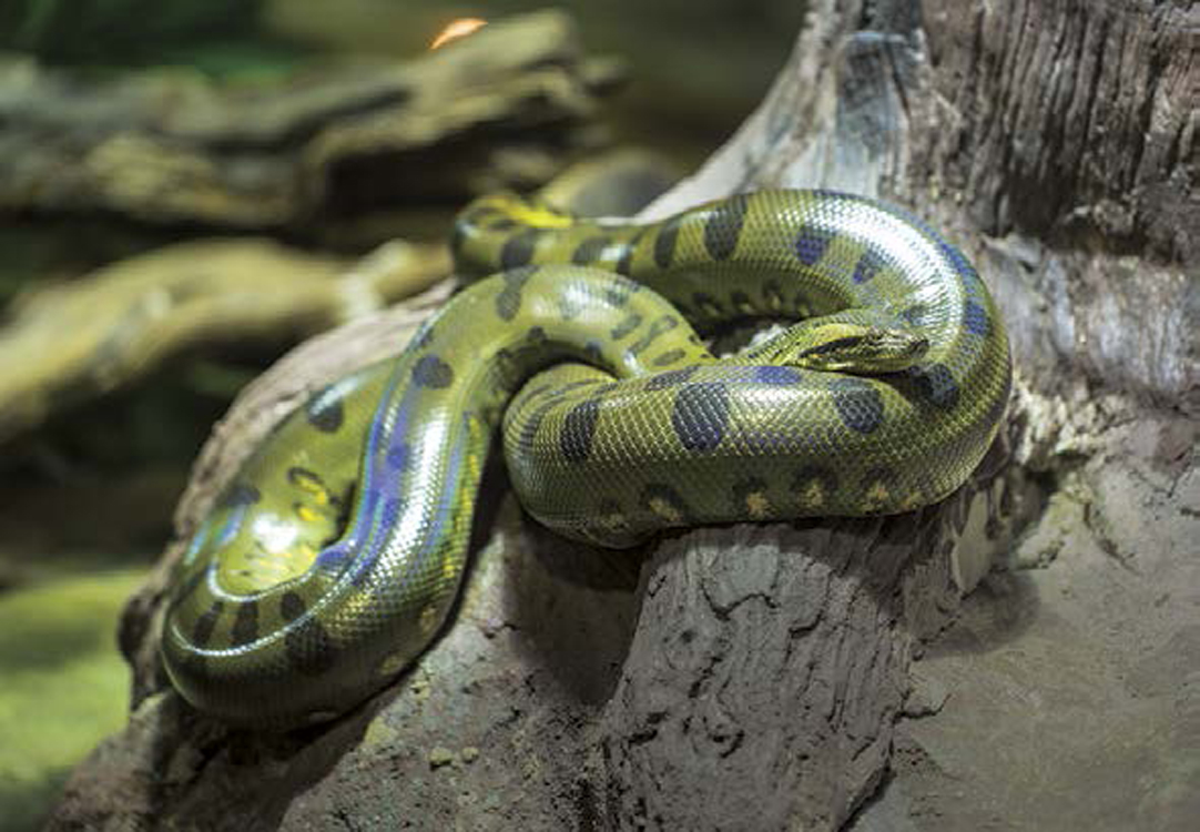 GREEN ANACONDA GYMPIE GYMPIE STINGING TREE MORTALMONSOON CLIMATES Tropical - photo 10