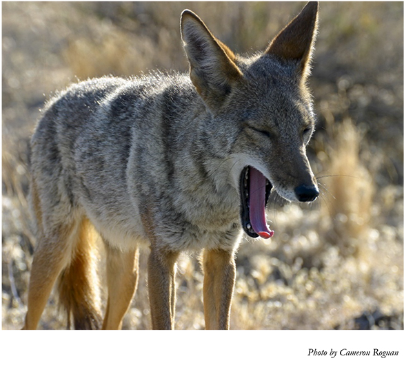 Part I Understanding the Coyote Coyote Biology Distribution If you are - photo 2