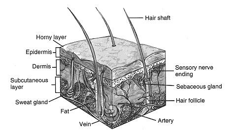 Skin is a barrier that keeps our insides in even as it keeps unwanted visitors - photo 3