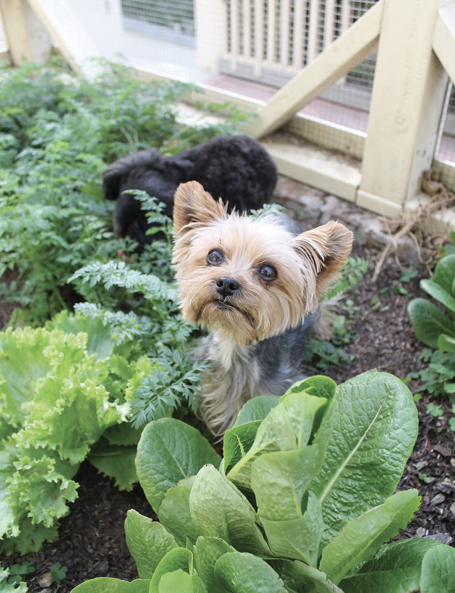 The Plant-Based Dog Food Diet Easy Recipes for Healthy Dogs - image 5