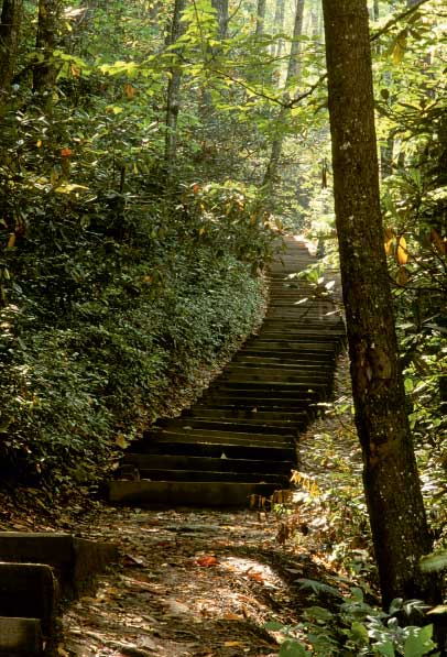 Steps leading to Mingo Falls Contents Flame azalea in the Balsam - photo 8