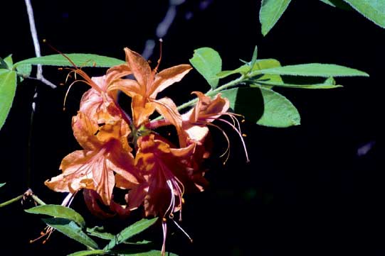 Flame azalea in the Balsam Recreation Area Introduction Somewhere between - photo 9