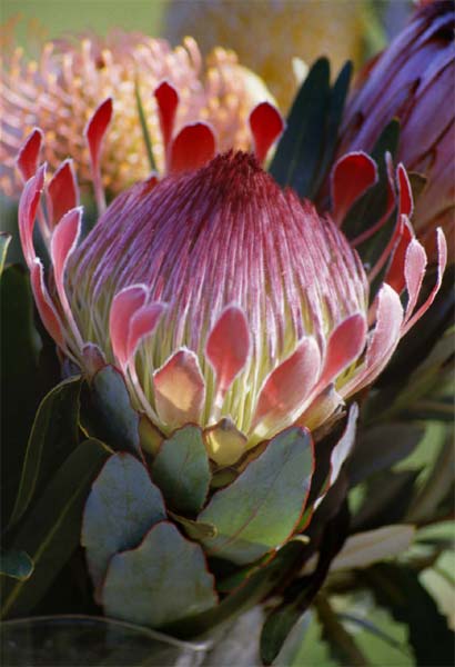 Protea How to Use This Book F8 and be there If you have been into scenic - photo 10