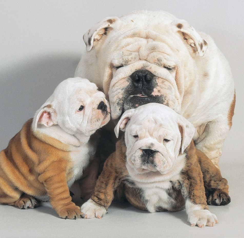 Although the breed has undergone dramatic changes over its history the Bulldog - photo 5