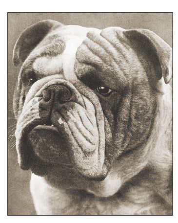 Circa 1920 Eng Ch Basford Revivue Mr Roddys famous Bulldog is remembered - photo 6