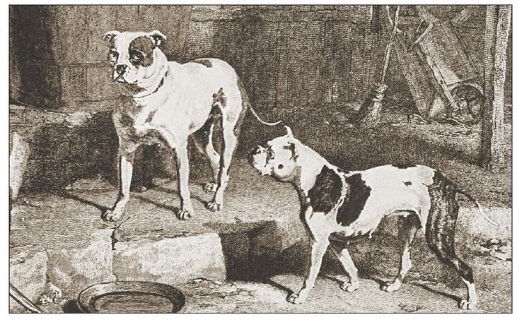 A famous engraving by John Scott of Bulldogs Crib and Rosa circa 1817 - photo 7