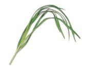 Chinese chives also known as garlic chives have thin flat leaves that - photo 5