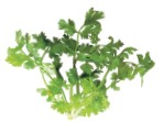 Coriander is an indispensable herb and spice in Asian cooking Coriander seeds - photo 6