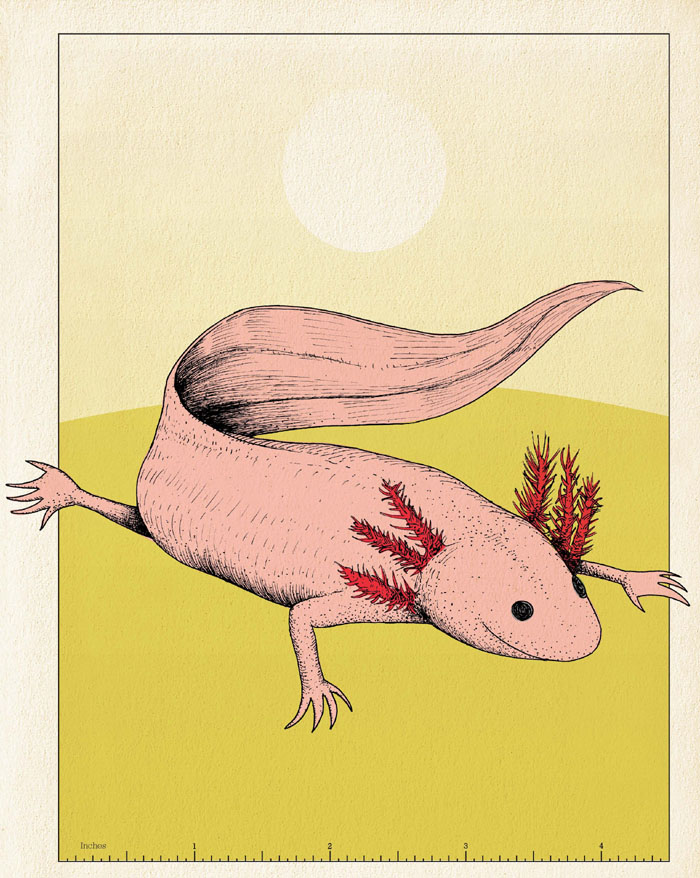 Fig 2 Axolotl The name axolotl comes from the Aztec language The most - photo 7