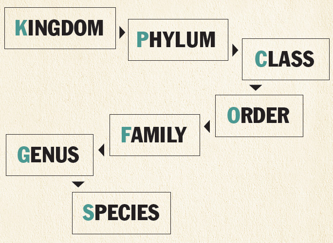 You can memorize this list by taking the first letter of each category and - photo 4