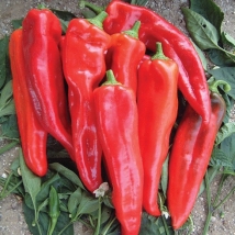 T he large long peppers of this tasty variety gradually change from green to a - photo 11