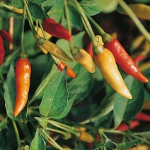 F amed as the main ingredient of hot chilli sauce Chilli Pepper Tabasco - photo 9