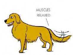 RELAXEDFRIENDLY Tail at medium height wagging back and forth or in a circle - photo 4