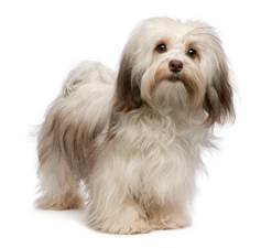 The appearance and size of the Havanese willlargely depend upon the appearance - photo 1