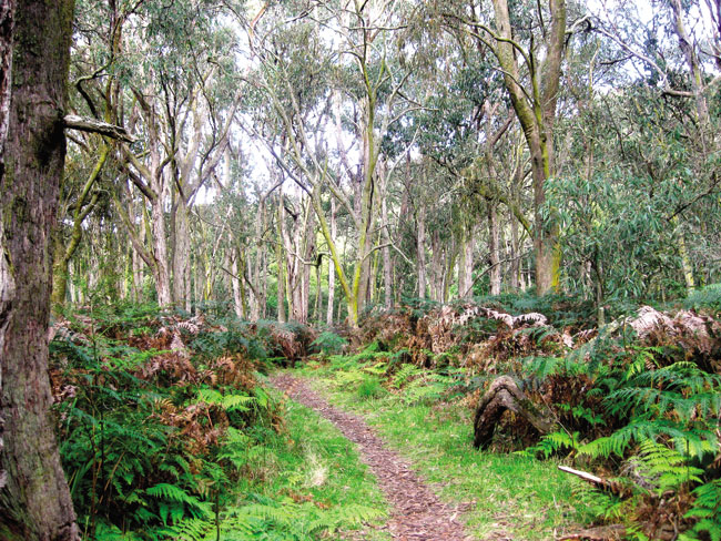 Mornington Peninsula National Park Helen Grodski Native bushland walk through - photo 5