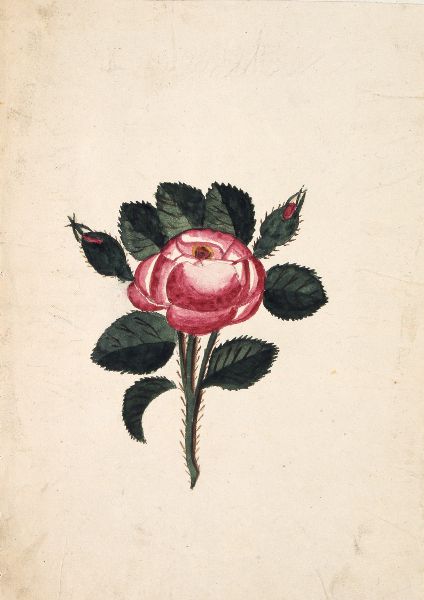 Rose with Thorns artist unknown New-York Historical Society Museum - photo 3