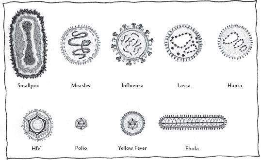 The smallpox virus variola is the largest virus Poliovirus is the smallest - photo 6