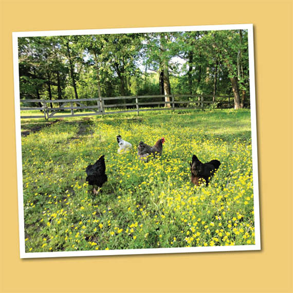 TABLE OF CONTENTS How I became a chicken keeper and found a natural way to - photo 2