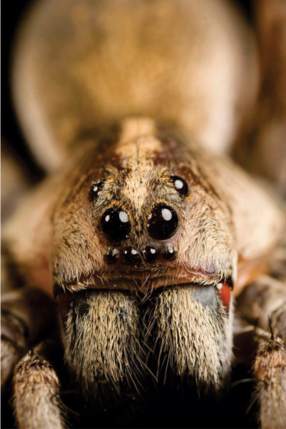 This wolf spider has eight eyes but some spiders that live in dark caves have - photo 4