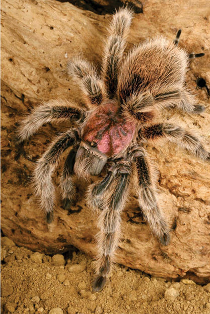 The Chilean rose tarantula is a popular pet spider It has hair all over its - photo 5