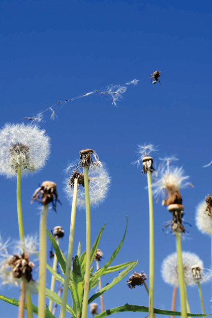 Spiders usually live and hunt alone Some use ballooning or being carried by - photo 6