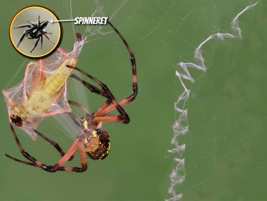 Web-making spiders use sticky and nonsticky silk in their webs They know to - photo 8