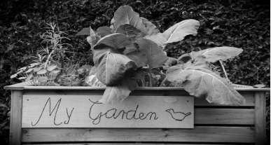 T hroughout a raised bed greenhouse the vegetable plants are arranged out in - photo 9