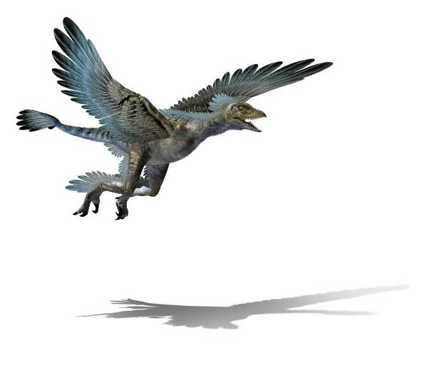 Some dinosaurs were verysmall being only about 20 inches long The Microraptor - photo 4