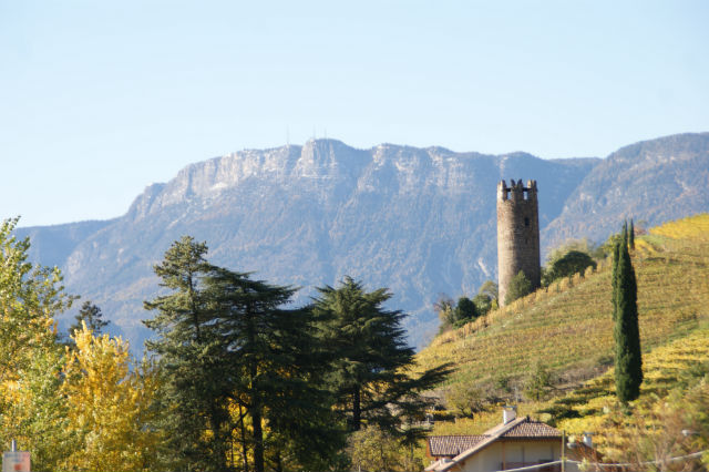 From Bolzano There are over 300 hectares 740acres of grapevines within the - photo 4