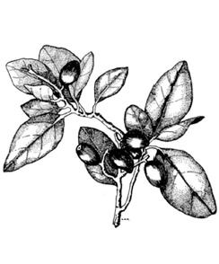 Karaka Corynocarpus laevigatus leaves and berries from An Encyclopaedia of - photo 3