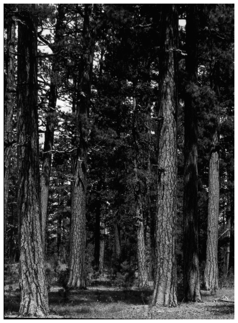 Frontispiece A stand of ponderosa pine Malheur National Forest Grant County - photo 2