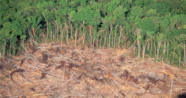 A section of the Brazilian rainforest has been cut down for its timber and to - photo 3