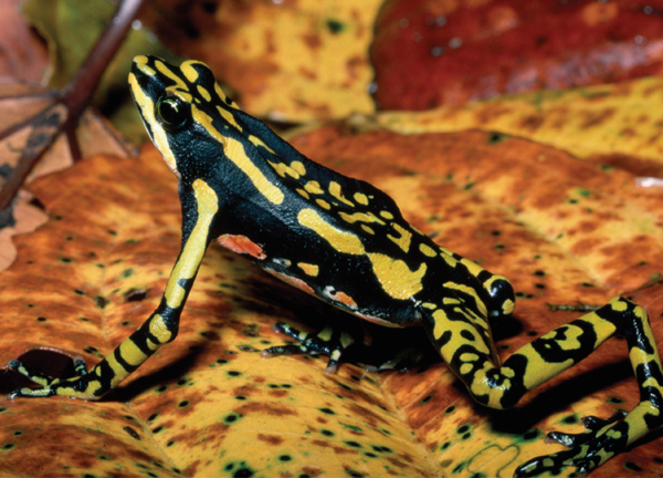 This harlequin frog an endangered creature of the Amazon rainforest displays - photo 4