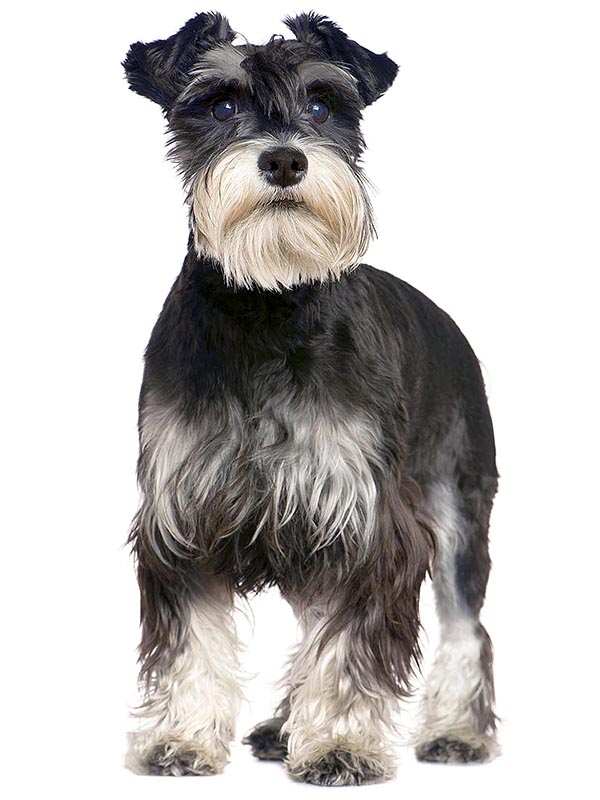 Contents Chapter 4 The History of Schnauzers There is no precise written - photo 3