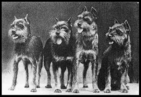 Birth of a Breed The Schnauzer originated in Southern Germany in the 14th or - photo 6