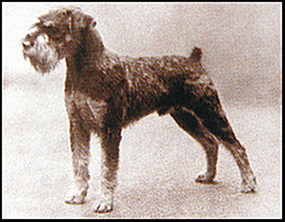 The Standard Schnauzer is the original It is the oldest of the three distinct - photo 8