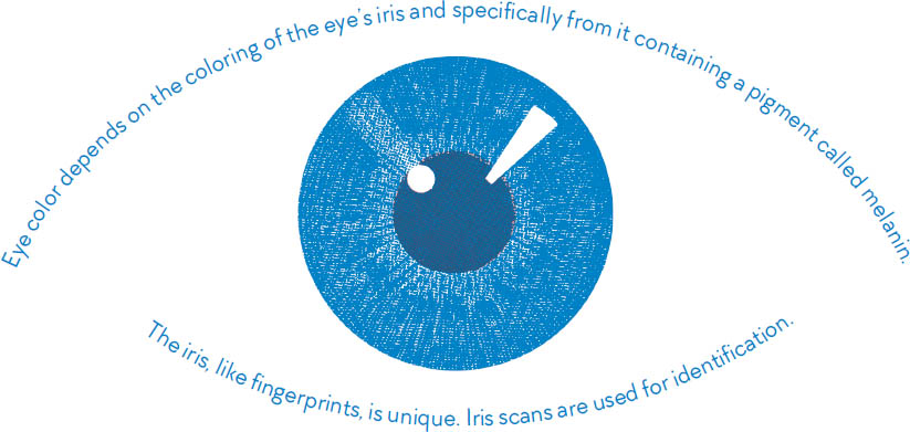 Eye color depends on the coloring of the eyes iris and specifically from it - photo 10