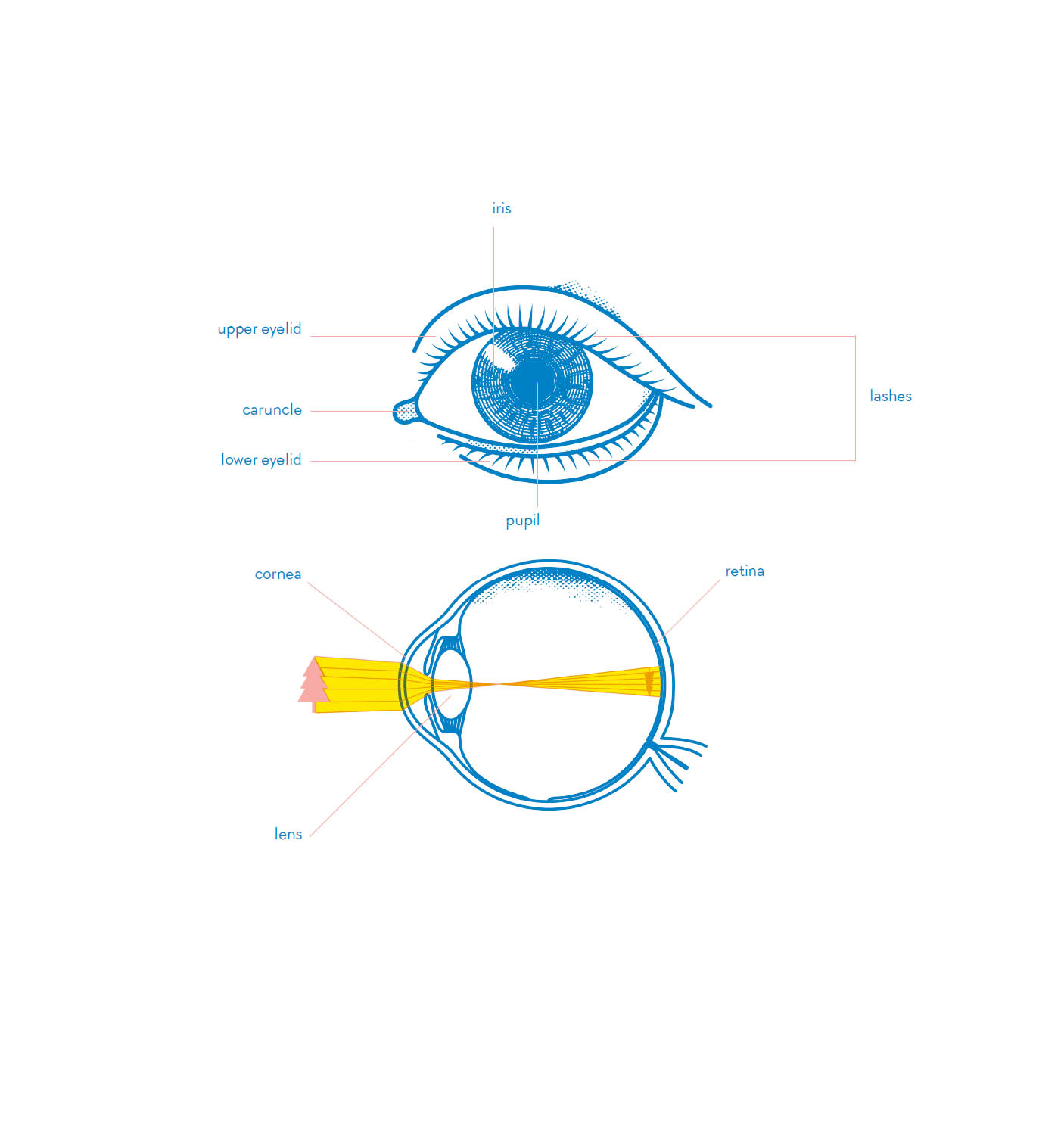 The visible light passing through the lens focuses on the retina and forms an - photo 14