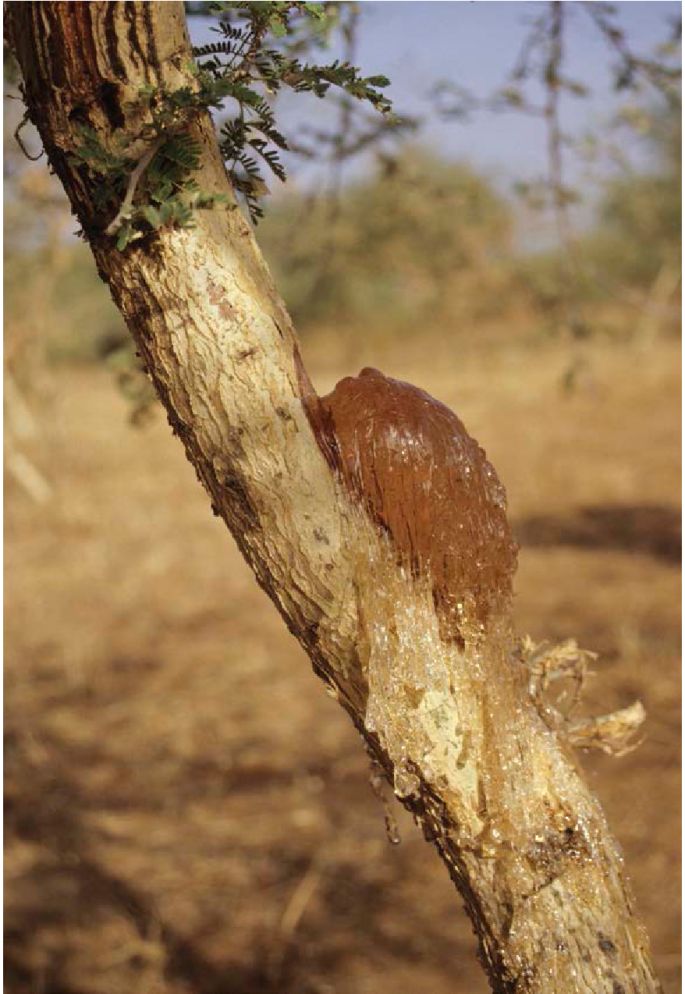 Gum arabic produced by the acacia shrub was used as a contraceptive in - photo 7