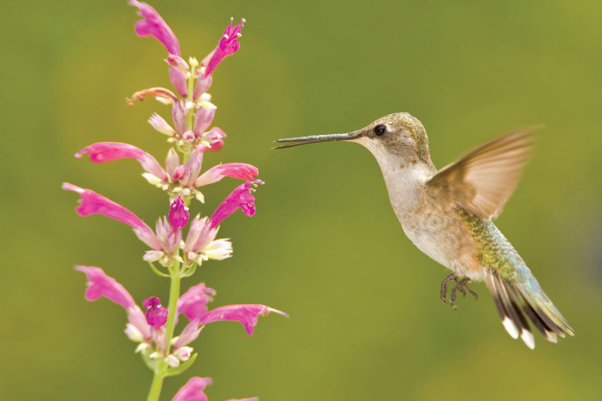 female Black-chinned Hummingbird None so fair North American hummingbirds are - photo 5