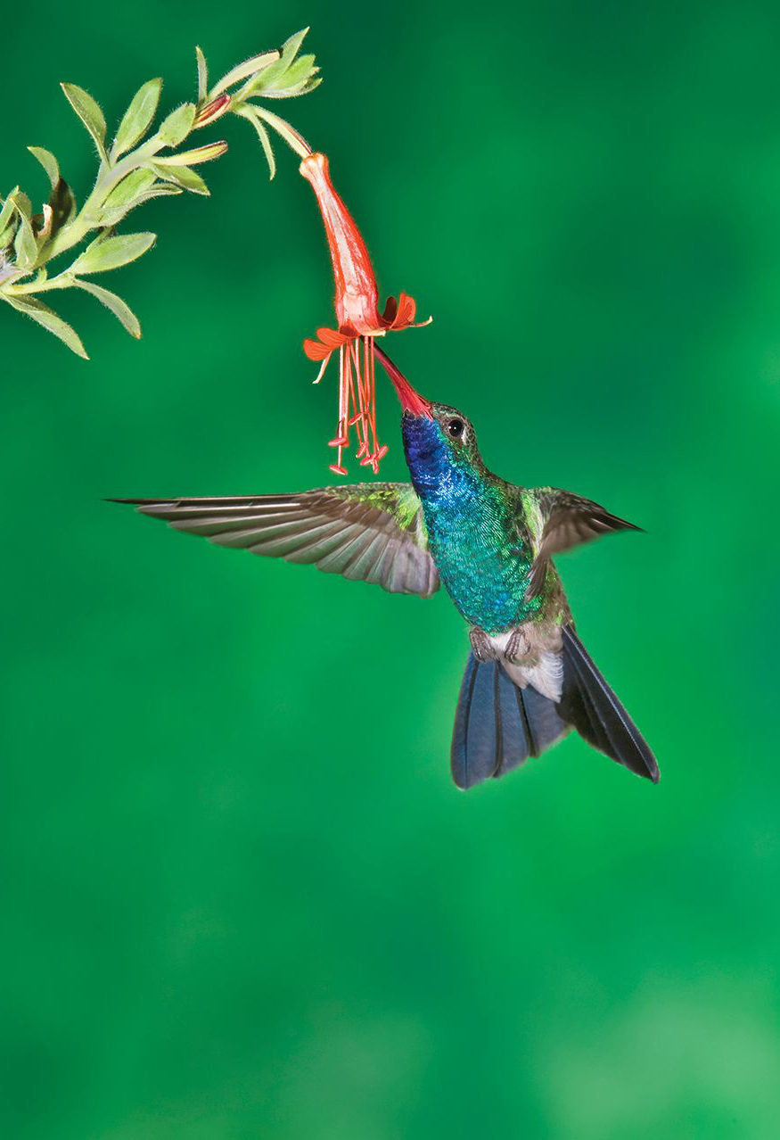 Broad-billed Hummingbird Origins of the species The scientific view of the - photo 7