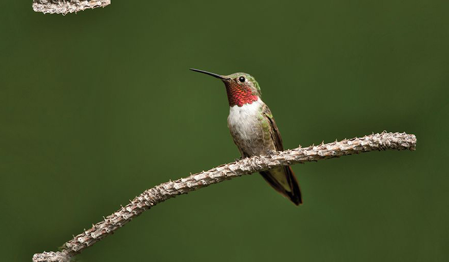 Broad-tailed Hummingbird Amazing hummingbirds As far back as I can remember I - photo 3