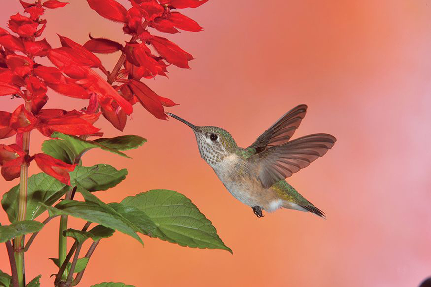 Calliope Hummingbird The worlds smallest bird All hummer species are extremely - photo 8