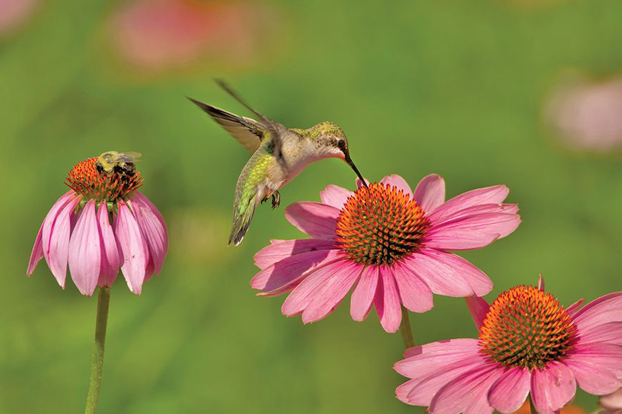 female Ruby-throated Hummingbird The hummingbird family Biologists who study - photo 4