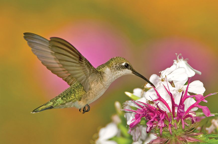 female Ruby-throated Hummingbird A good name Some birds have misleading names - photo 6