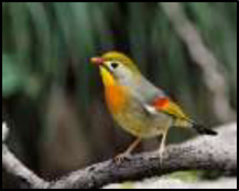 The sunbird with its bright yellow plumage owes its name to its hunger for the - photo 1