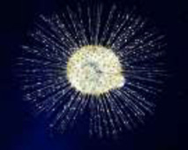 The spherical sun-animals Heliozoa are unicellular beings They are - photo 2